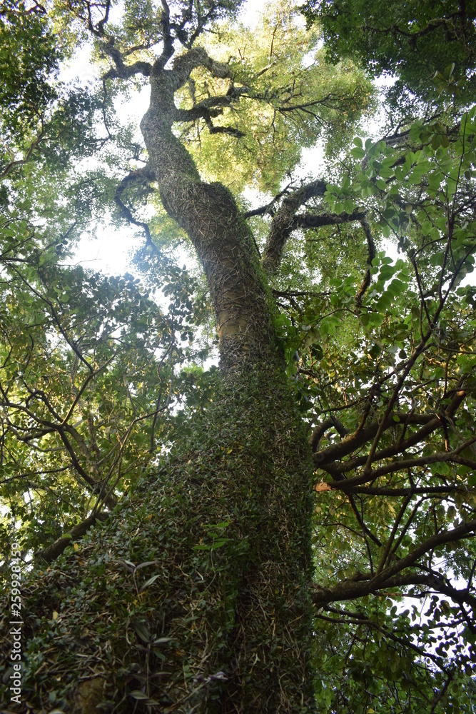 Vegetación exuberante de la Mata Atlántica del Paraguay. 