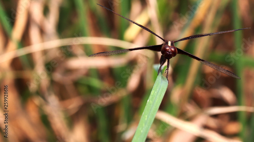 Black wings dragonfly on edge of grass.