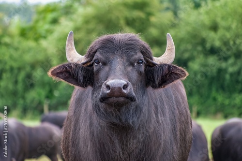 A close up of a domesticated buffalo on a farm. The animal is facing the camera; other buffaloes and green trees can be seen in the background.