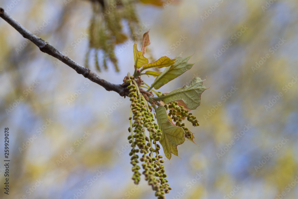 Blackjack Oak leaves closeup in springtime