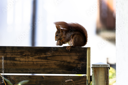 Squirrel eating a walnut on a gardenwall photo