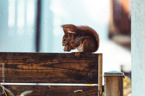 Squirrel eating a walnut on a gardenwall photo