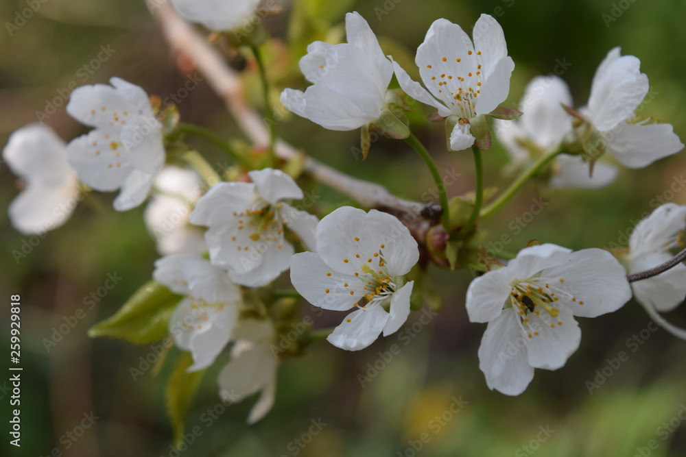 elegant blossom