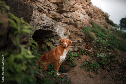 dog peeking stone wall. Travel with a pet. The ruins of the castle. Nova Scotia Duck Tolling Retriever. toller