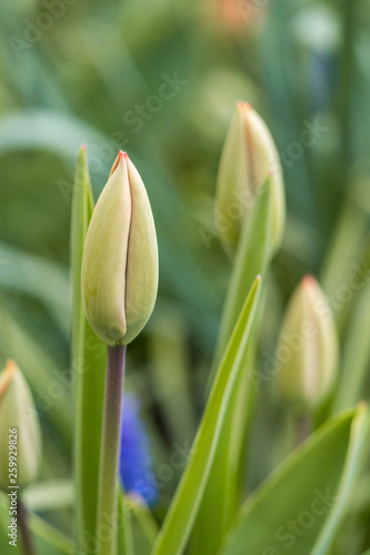 close up shot of few tulip flower buds with red tip and blurry green background