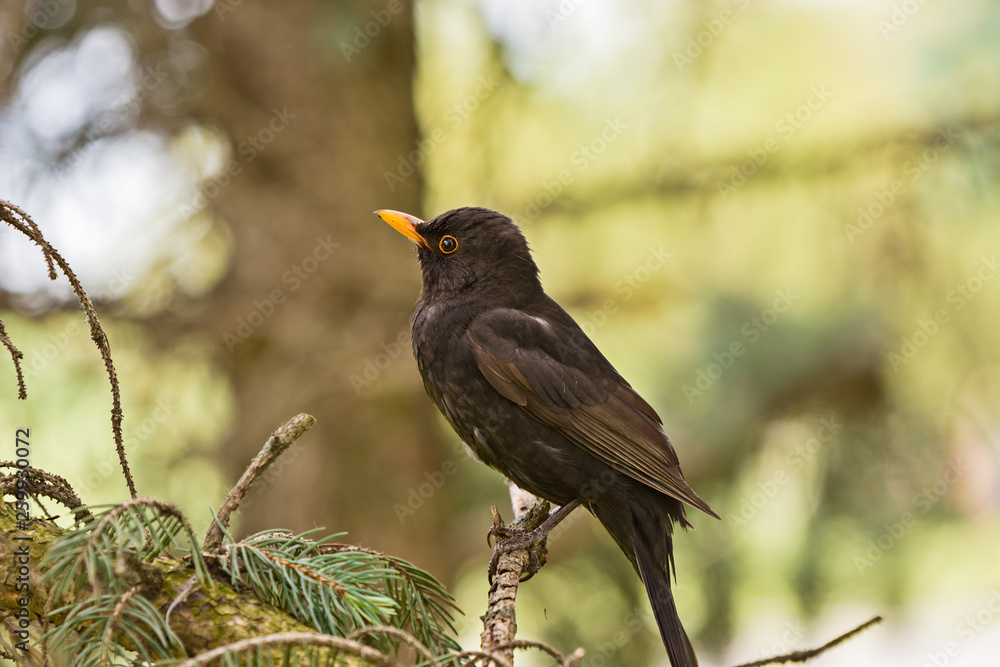 thrush black sits on a branch in a tree crown thrush black sits on a branch in a tree crown
