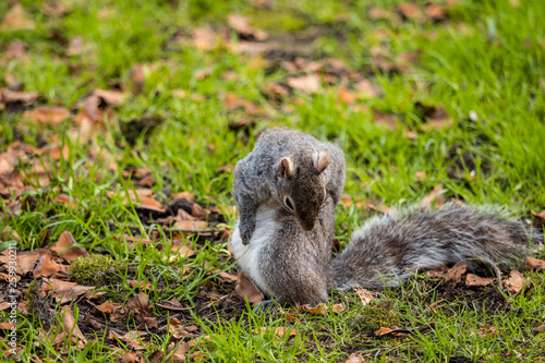 cute brown squirrel standing on its feet and licking it's back with its mouth on green grassy ground © Yi