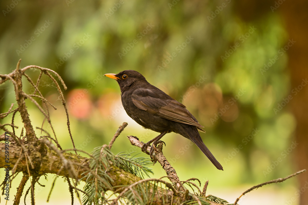 thrush black sits on a branch in a tree crown thrush black sits on a branch in a tree crown