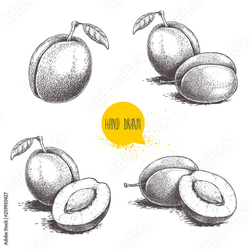 Fresh plums. Whole and groups. Hand drawn sketch style vector illustrations. Best for markets and package designs.
