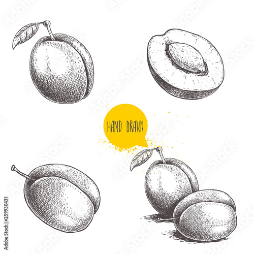 Fresh plums. Whole and groups. Hand drawn sketch style vector illustrations. Best for markets and package designs.