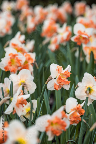 orange daffodil flower field under the shade in the park