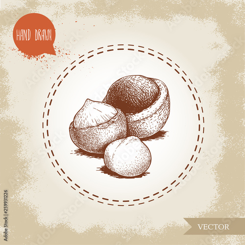 Peeled macadamia nut seed and with shell. Hand drawn sketch style vector illustration isolated on retro background. Botanical drawing. Australian nut. Best for food and cosmetics with oil designs.