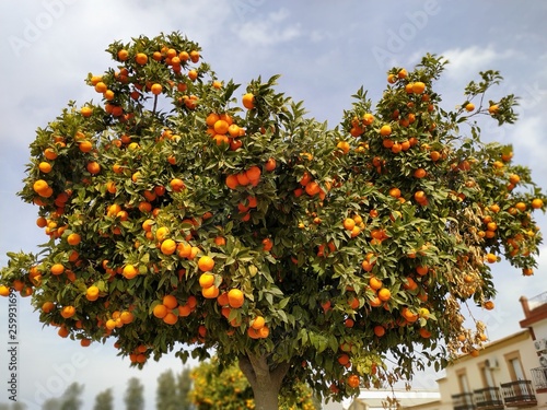 Verdes árboles de naranja con naranjas sobre fondo de cielo nuboso, en Rociana del Condado provincia de Huelva España