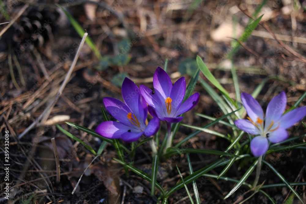 Purple crocuses bloom in the forest on a warm April day Purple crocuses bloom in the forest on a warm April day