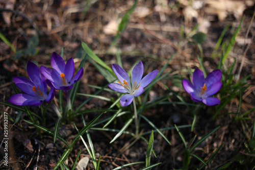 Purple and violet crocuses has bloomed in the pine forest.