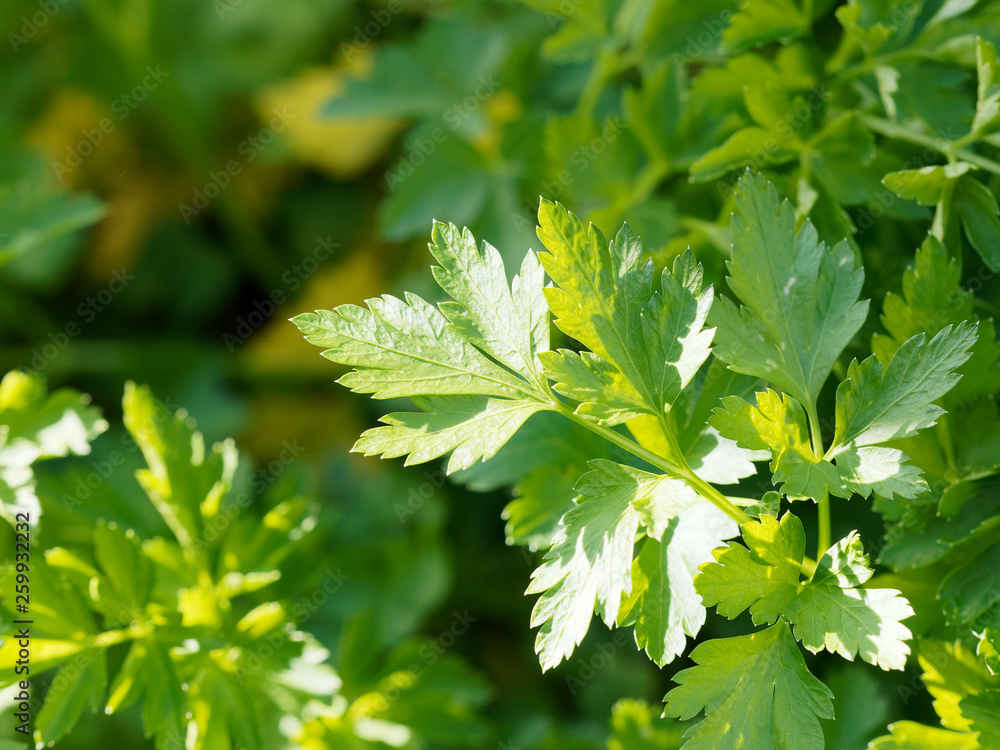 Persil commun ou Persil de Naples - Petroselinum crispum neapolitanum Persil commun ou Persil de Naples - Petroselinum crispum neapolitanum