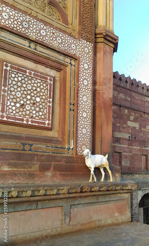 palace wall sheep ornament pattern muslim