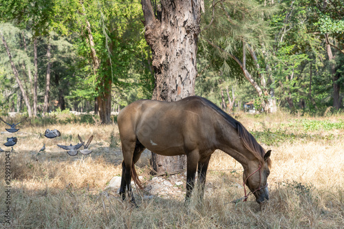 brown horse eating grass © Thanachart