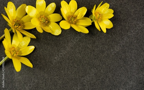 Fototapeta Naklejka Na Ścianę i Meble -  yellow flowers on wooden background