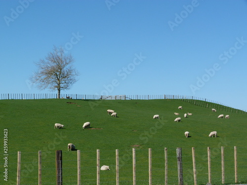 Elevage de moutons prairie verte