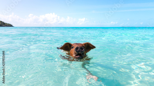 Swimming Pigs in the Water at Pic Beach, Exuma Bahamas (Black Point)