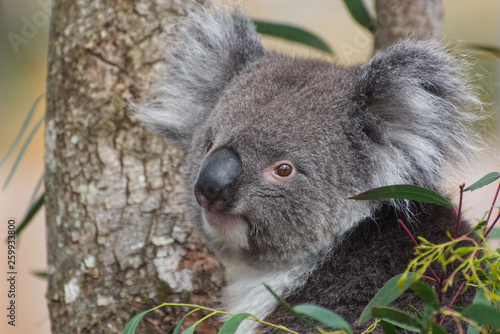 Koala Close Up Natural Portrait / Phascolarctos cinereus