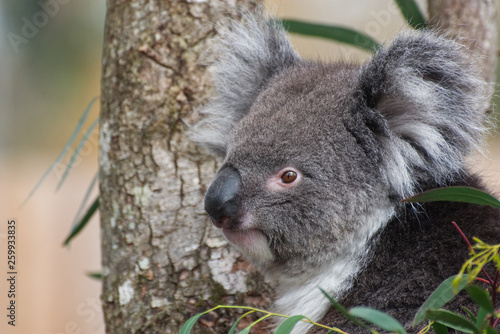 Koala Close Up Natural Portrait / Phascolarctos cinereus © Amani A