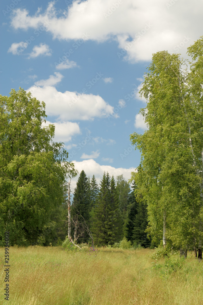 Obraz premium Summer landscape with meadow, trees, clouds, road.
