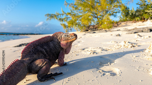 Fotografía Echsen am Strand von Exuma, Bahamas