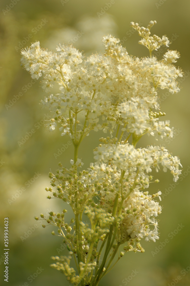 Fototapeta premium Wild flowers closeup.