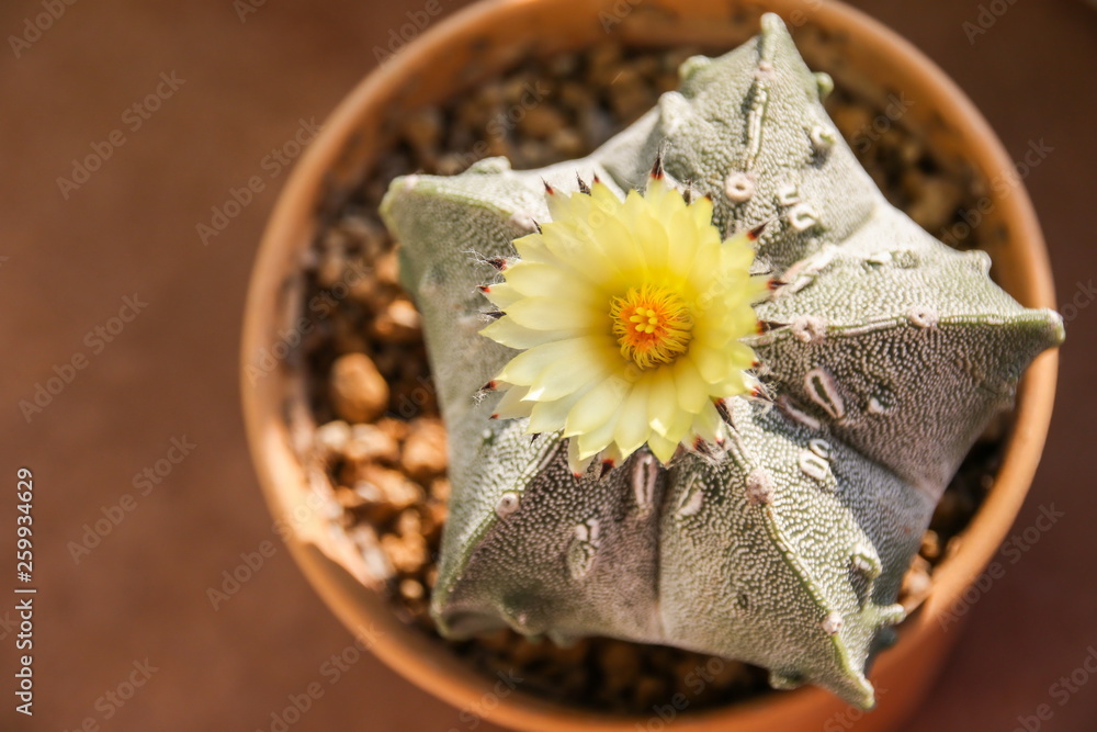 Flower of Star Cactus (Astrophytum Myriostigma)