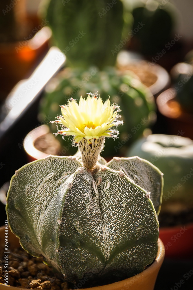 Flower of Star Cactus (Astrophytum Myriostigma)