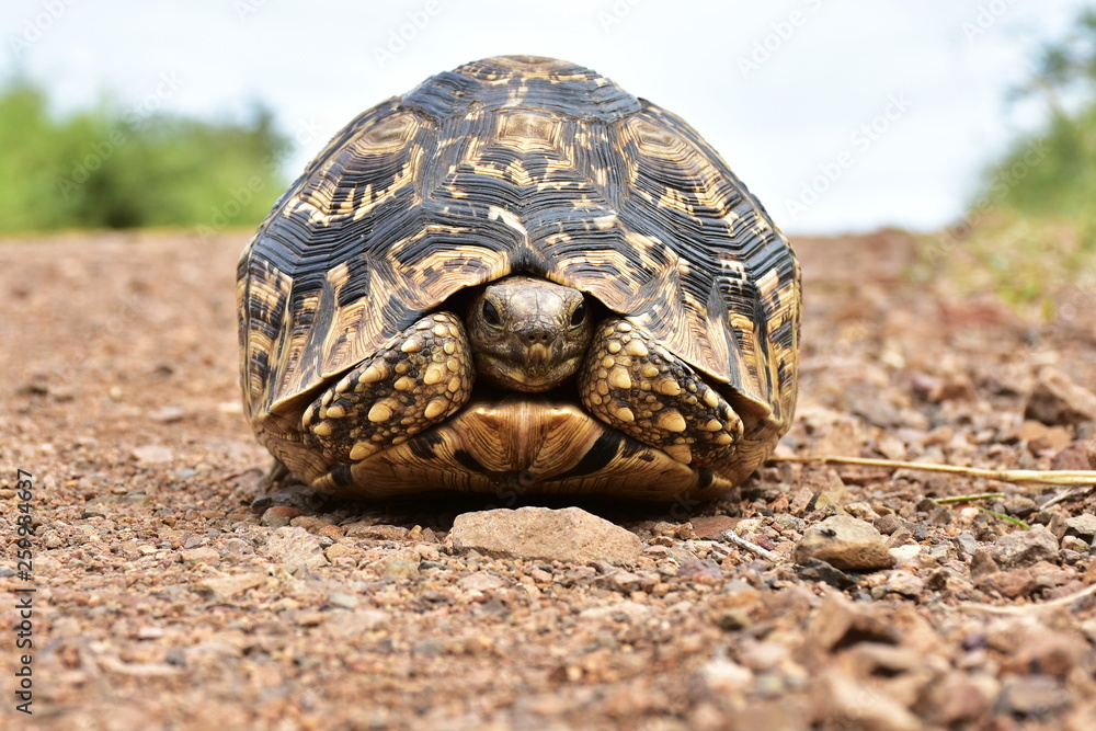 leopard turtle on gravel road,Kruger national park in South Africa leopard turtle on gravel road,Kruger national park in South Africa