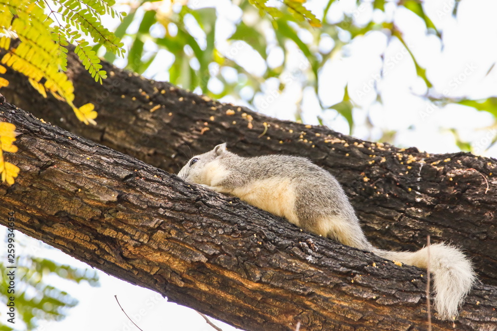 Squirrel sitting on the tree