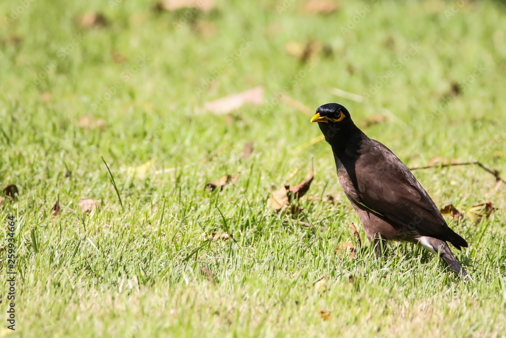 Common Myna (Acridotheres Tristis), Bird on the ground