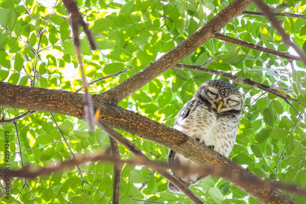 Spotted Owlets (Athene Brama) are sitting on the tree.