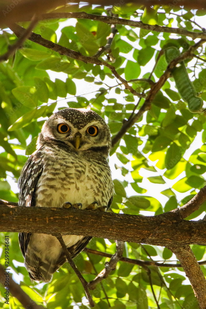 Spotted Owlets (Athene Brama) are sitting on the tree.