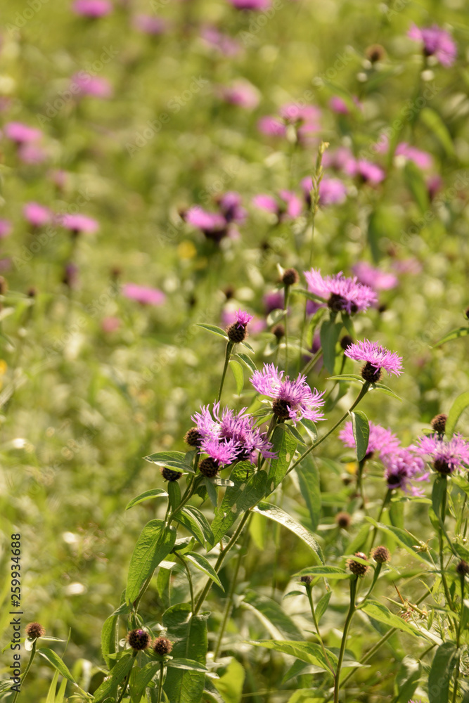 Wild flowers closeup. Wild flowers closeup.