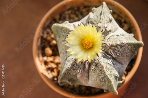 Obraz na płótnie Flower of Star Cactus (Astrophytum Myriostigma) w salonie