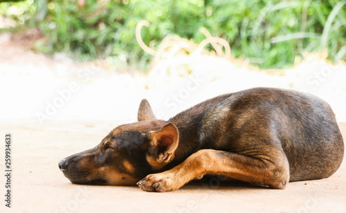 Thai dog lying on the ground