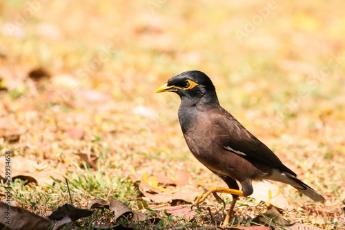 Obraz na płótnie Common Myna (Acridotheres Tristis), Bird on the ground w salonie