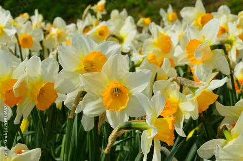Fototapeta Naklejka Na Ścianę i Meble -  Spring flowers daffodils