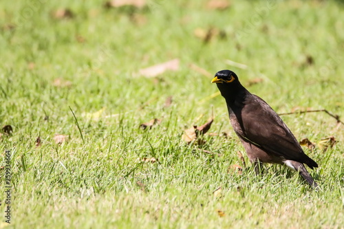 Obraz na płótnie Common Myna (Acridotheres Tristis), Bird on the ground w salonie