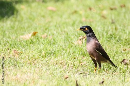 Obraz na płótnie Common Myna (Acridotheres Tristis), Bird on the ground w salonie