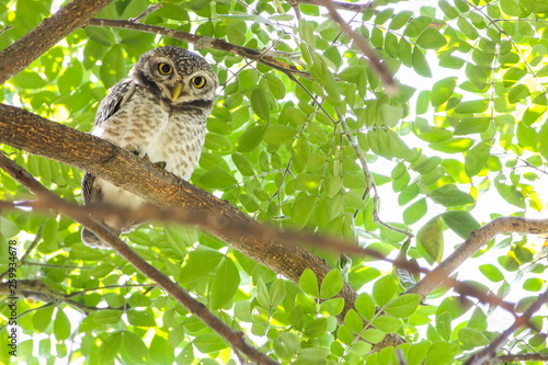 Spotted Owlets (Athene Brama) are sitting on the tree.