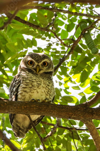 Obraz na płótnie Spotted Owlets (Athene Brama) are sitting on the tree. w salonie
