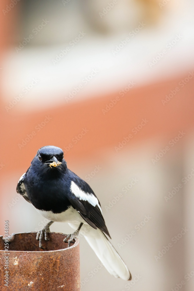Oriental magpie robin (Male) is sitting on iron pipe.