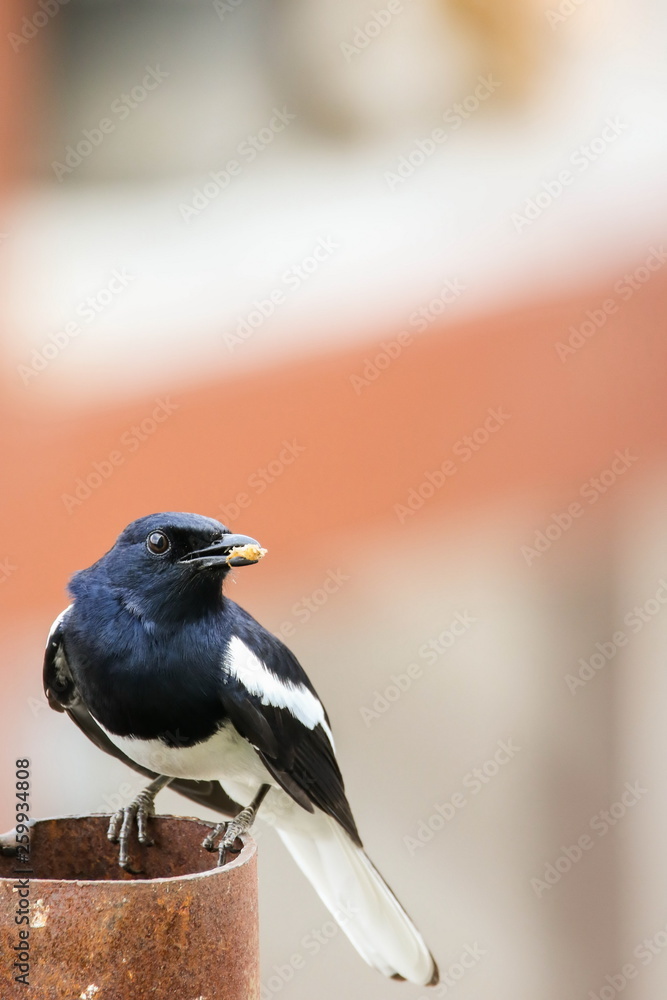 Oriental magpie robin (Male) is sitting on iron pipe.
