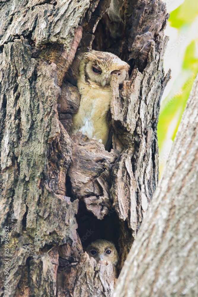 Collared Scops Owl (Otus Lempiji) in tree hollow.