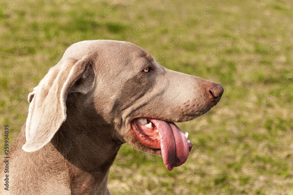 Detail of Weimaraner. Hunting dog in the meadow. Dog's eyes. Hound on the hunt. Young Weimaraner.